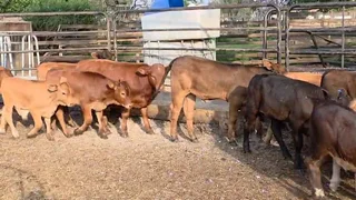 19 Beef calves