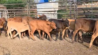 19 Beef calves