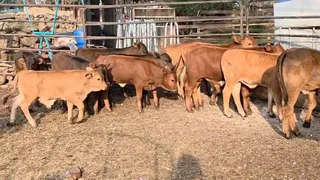 19 Beef calves