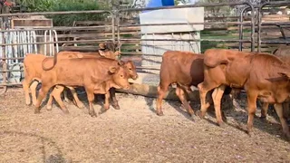 19 Beef calves