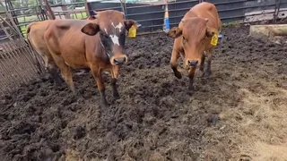 Boran Heifers