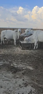 Brahman Females