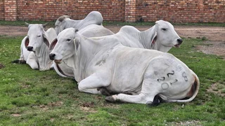 Brahman Females
