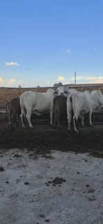 Brahman Females