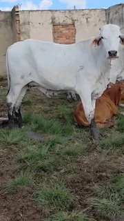 12 White Brahman Females