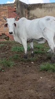12 White Brahman Females