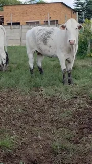 12 White Brahman Females