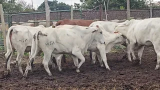 12 White Brahman Females