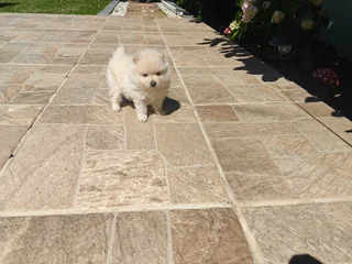 POMERANIANS - Ad posted by Andy Liu