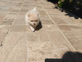 POMERANIANS - Ad posted by Andy Liu