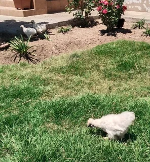 Bearded Silkies for sale