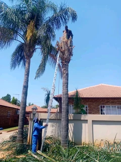 Life Treefelling &amp; Projects