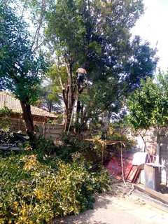 LIFE TREEFELLING &amp; PROJECTS