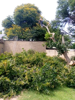 LIFE TREEFELLING &amp; PROJECTS