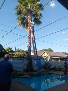 LIFE TREEFELLING &amp; PROJECTS