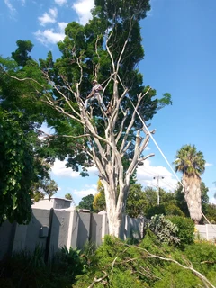 LIFE TREEFELLING &amp; PROJECTS