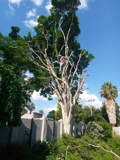 LIFE TREEFELLING &amp; PROJECTS