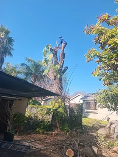 Treefefelling services