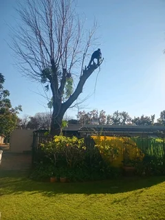 Treefefelling services