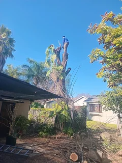 Treefefelling services