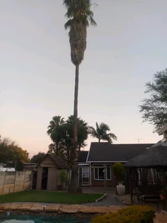 Treefefelling services