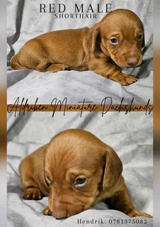 Sacbr Miniature Short Haired Dachshunds Available For Reservation.