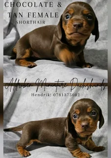 SACBR Miniature Short haired Dachshunds available for reservation.