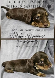 Sacbr Registered Long Haired Dachshund Males