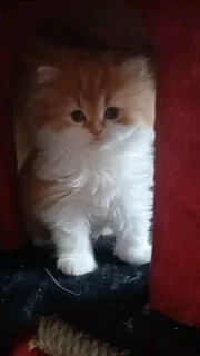 Persian Kitten