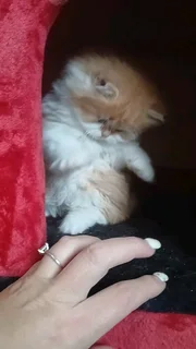 Persian Kitten