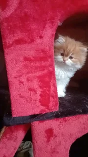 Persian Kitten