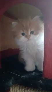 Persian Kitten