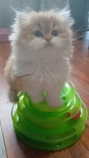 Persian Kitten