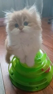 Persian Kitten