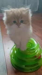 Persian Kitten