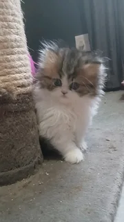 Persian Kitten