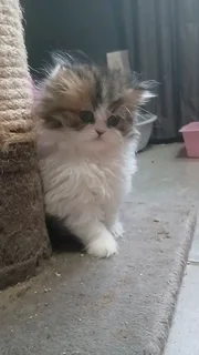 Persian Kitten