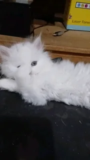 Persian Kitten