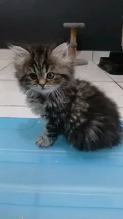 Persian Kittens