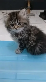Persian Kittens