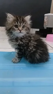 Persian Kittens