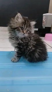 Persian Kittens