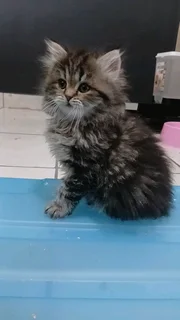 Persian Kittens