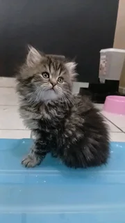 Persian Kittens