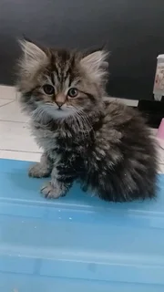 Persian Kittens