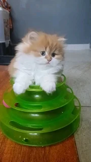 Persian Kitten