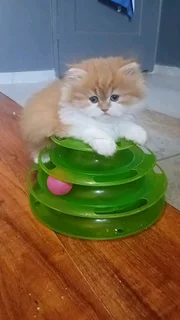 Persian Kitten