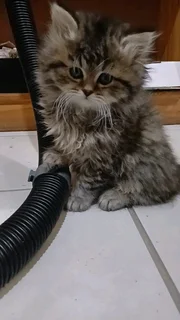 Persian Kittens