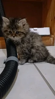 Persian Kittens
