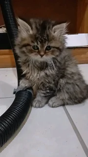 Persian Kittens